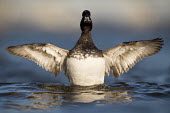 A lesser scaup duck flaps its wings trying to dry off as it sits on the water in the late evening sun bird,birds,duck,ducks,scaup,Lesser Scaup,Waterfowl,action,flapping,reflection,sunlight,water,water level,white,wings,Lesser scaup,Aythya affinis,Aves,Birds,Chordates,Chordata,Ducks, Geese, Swans,Anati