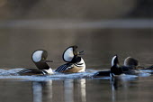 A couple of male hooded mergansers perform courtship rituals doing their best to impress the females blue,Hooded Merganser,Waterfowl,action,behaviour,brown,duck,early,female,group,male,morning,reflection,sunlight,sunny,water,water level,white,winter,Hooded merganser,Animal,BIRDS,Blue,behavior,black,l
