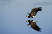 A bald eagle with its talons out glides over the mirror like surface of the water Bald eagle,eagle,eagles,raptor,bird of prey,blue,big,brown,calm,feathers,fishing,flight,flying,large,peaceful,powerful,reflection,strength,strike,strong,talons,water,white,wing,wings,Haliaeetus leucoc