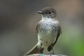 A close portrait of an Eastern phoebe perched in soft overcast light with a smooth background Eastern phoebe,Animalia,Chordata,Aves,Passeriformes,Tyrannidae,Sayornis phoebe,bird,birds,Portrait,brown,close,grey,perched,smooth background,soft light,white,BIRDS,Eastern Phoebe,FLYCATCHERS,animal,b