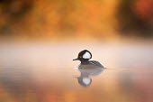 A male hooded merganser floats on a calm pond with fog hanging Hooded Merganser,Waterfowl,brown,classy,colourful,drake,duck,fall colours,fog,male,morning,orange,reflection,regal,soft light,water,water level,white,BIRDS,animal,black,colorful,fall colors,low angle,