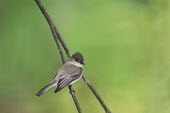 An Eastern phoebe bird perched on a branch with a bright green background Eastern phoebe,Animalia,Chordata,Aves,Passeriformes,Tyrannidae,Sayornis phoebe,bird,birds,grey,green,perched,soft light,white,BIRDS,Branch,Eastern Phoebe,FLYCATCHERS,animal,gray,wildlife