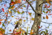 A female red-winged Blackbird perches on a branch in a colourful tree filled with fall leaves blue,Red-Winged Blackbird,blackbird,bird,birds,branches,brown,colourful,fall,autumn,fall colours,green,leaves,orange,perched,red,soft light,tree,white,Red-winged blackbird,Agelaius phoeniceus,Chordate
