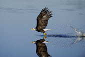 A bald eagle flies over the surface of calm water after making a big splash with its clear reflection showing on a sunny morning Bald eagle,eagle,eagles,raptor,bird of prey,blue,action,brown,calm,feathers,feet,fishing,flight,flying,powerful,reflection,refreshing,splash,strength,strike,talons,water,water drop,white,wing,wings,Ha
