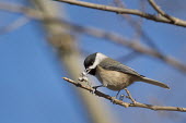 A Carolina chickadee searches for food while perched on a branch with a bright blue sky on a sunny day blue Sky,Carolina Chickadee,chickadee,bird,birds,Animalia,Chordata,Aves,Passeriformes,Paridae,Poecile carolinensis,bright,brown,feeding,grey,perched,sunny,white,Carolina chickadee,BIRDS,Blue Sky,Branc