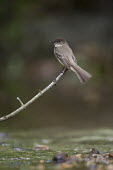 An Eastern phoebe perches on a branch over a small stream in soft overcast light Ray Hennessy Eastern phoebe,Animalia,Chordata,Aves,Passeriformes,Tyrannidae,Sayornis phoebe,bird,birds,brown,grey,green,movement,perched,soft light,water,white,BIRDS,Branch,Eastern Phoebe,FLYCATCHERS,animal,black,gray,nature,wildlife
