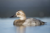 A light coloured female canvasback duck sits on the calm water on a sunny afternoon in winter blue,Canvasback,Waterfowl,brown,ducks,duck,bird,birds,female,grey,reflection,swimming,water level,white,Aythya valisineria,Ducks, Geese, Swans,Anatidae,Chordates,Chordata,Aves,Birds,Anseriformes,Aythy
