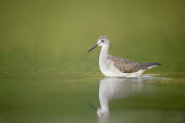 A lesser yellowlegs wades in the shallow water early in the morning Lesser legs,bird,birds,wader,coastal,wetland,sandpiper,brown,early,feather pattern,green,morning,reflection,soft light,tan,water level,white,Lesser yellowlegs,Tringa flavipes,Ciconiiformes,Herons Ibis