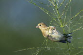 An American goldfinch hangs onto a wild rice plant while it feeds on rice with soft sun shining on the bird American goldfinch,goldfinch,finch,finches,bird,birds,blue,feeding,green,hanging,perched,sunny,white,wild rice,Carduelis tristis,Chordates,Chordata,Aves,Birds,Perching Birds,Passeriformes,Grossbeaks,