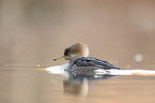 A pretty female hooded merganser swims along on a calm pond with a soft reflection of the duck Hooded Merganser,Waterfowl,brown,duck,early,female,morning,swimming,water,water level,BIRDS,animal,black,low angle,wildlife