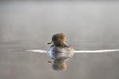 A female hooded merganser swims at the camera on a calm pond with a reflection in the morning fog Hooded Merganser,Waterfowl,brown,calm,duck,female,fog,foggy,hen,morning,orange,reflection,soft light,swimming,wake,water,water level,BIRDS,animal,low angle,nature,wildlife