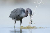 A little blue heron grabs a fish out of the shallow water and creates a large splash of water blue,bird,birds,wader,wetland,Little blue Heron,eye,feeding,fish,fishing,grey,prey,splash,water,water level,Little blue heron,Egretta caerulea,Little Blue Heron,Chordates,Chordata,Herons, Bitterns,Ard