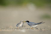 An adult least tern feeds a long sand Eel to its young chick on a sandy beach on a bright sunny morning least tern,tern,terns,adorable,adult,baby,beach,chick,cute,feeding,sand,tiny,Sternula antillarum,BIRDS,Least Tern,animal,baby animal,baby bird,ground level,low angle,wildlife,yellow