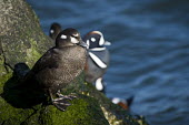 A female harlequin duck stands on a green wet jetty rock on a bright sunny day with a blue water background blue,Harlequin Duck,Waterfowl,boulder,bright,brown,drake,duck,feet,female,green,hen,jetty,male,moss,rock,rocks,sunny,water,water drop,wet,white,Harlequin duck,Histrionicus histrionicus,Chordates,Chord