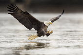 An adult bald eagle throws its talons out in front of it right before grabbing a fish out of the water with its wings spread wide Bald eagle,eagle,eagles,raptor,bird of prey,action,adult,brown,claws,feet,fishing,flying,overcast,reflection,soft light,tail,talons,water,water level,white,wings,Haliaeetus leucocephalus,Accipitridae,
