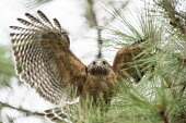 A red-shouldered hawk flaps its wings while standing in a pine tree in soft overcast light Red-shouldered hawk,hawk,bird of prey,raptor,bird,birds,action,brown,eye,feathers,feet,flapping,green,overcast,pattern,perched,pine,pine needles,pine tree,red,rust colour,soft light,staring,talons,tre