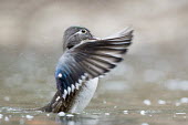 A female wood duck flaps her wings to dry off a bit Waterfowl,Wood Duck,brown,dring,duck,female,flapping,overcast,purple,water,water drop,water drops,water level,white,wing flap,wings,Wood duck,Aix sponsa,Chordates,Chordata,Aves,Birds,Anseriformes,Duck
