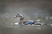 A pretty female wood duck swims in the soft overcast light  the blue and purple colours of its wings standing out Waterfowl,Wood Duck,brown,duck,female,overcast,purple,swimming,water,water level,white,Wood duck,Aix sponsa,Chordates,Chordata,Aves,Birds,Anseriformes,Ducks, Geese, Swans,Anatidae,acorn duck,squealer,