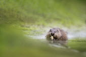 A muskrat sits in the shallow water eating some aquatic vegetation on a warm overcast summer morning aquatic,brown,eating,furry,green,muskrat,overcast,paws,soft light,water,water level,Muskrat,Ondatra zibethicus,Rodents,Rodentia,Cricetidae,Chordates,Chordata,Mammalia,Mammals,Castor zibethicus,Animali
