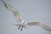 A royal tern flies above a beach with its wings stretched out and legs hanging down tern,seabirds,bird,birds,gull,action,beach,flying,grey,legs,orange,sand,soft light,white,wings,Royal tern,Sterna maxima,Charadriiformes,Shorebirds and Terns,Laridae,Gulls, Terns,Chordates,Chordata,Ave