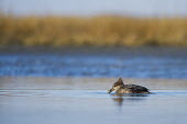 A female hooded merganser sits on the surface of the water with a small fish in its bill blue,Hooded Merganser,Waterfowl,brown,duck,eating,feeding,female,fish,sunny,swimming,water,water level,Hooded merganser,BIRDS,Blue,animal,low angle,nature,wildlife