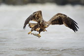 A juvenile bald eagle flies low over the water just after grabbing a fish in its large yellow talons Bald eagle,eagle,eagles,raptor,bird of prey,action,brown,catch,fish,fishing,flying,juvenile,overcast,powerful,soft light,water,water level,white,wings,Haliaeetus leucocephalus,Accipitridae,Hawks, Eagl