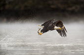 An adult bald eagle grabs a fish from the water early one morning with a big splash behind it as it flies away Bald eagle,eagle,eagles,raptor,bird of prey,action,brown,fish,fishing,flying,morning,motion,powerful,soft light,splash,strong,talons,water drops,white,wings,Haliaeetus leucocephalus,Accipitridae,Hawks