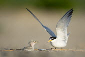 An adult least tern flaps its wings just after it dropped off a sand eel on the beach for its young and tiny chick to eat least tern,tern,terns,adult,baby,beach,chick,cute,fish,flapping,green,morning,sand,sand eel,small,sunny,tiny,wings,Sternula antillarum,BIRDS,Least Tern,animal,baby animal,baby bird,ground level,low an
