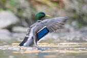 A male mallard flaps its wings showing off the bright blue wing patch while swimming in water blue,Mallard,Waterfowl,action,brown,drake,duck,flapping,grey,green,male,water,water level,wings,Anas platyrhynchos,Mallard duck,Anseriformes,Chordates,Chordata,Ducks, Geese, Swans,Anatidae,Aves,Birds,