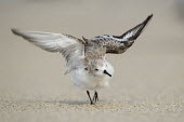 A sanderling walks and flaps its wings on a sandy beach after cleaning its feathers Ray Hennessy action,beach,brown,cleaning,flapping,funny,grey,sand,shaking,soft light,walking,white,wings,Sanderling,Calidris alba,Charadriiformes,Shorebirds and Terns,Chordates,Chordata,Sandpipers, Phalaropes,Scolopacidae,Aves,Birds,Ciconiiformes,Herons Ibises Storks and Vultures,Crocethia alba,Bcasseau sanderling,Fresh water,Africa,Shore,Calidris,IUCN Red List,Asia,Europe,Omnivorous,Convention on Migratory Species (CMS),Tundra,Australia,Ponds and lakes,South America,Estuary,North America,Coastal,Terrestrial,Animalia,Flying,Least Concern,Streams and rivers,Florida,black,gray,ground level,low angle