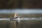 A female hooded merganser floats along on the surface of a calm pond early one morning in overcast light Hooded Merganser,Waterfowl,brown,duck,female,floating,muted,orange,overcast,reflection,soft light,water,water level,BIRDS,animal,low angle,wildlife