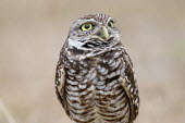 A Florida burrowing owl looks up with its big yellow eyes in front of a smooth brown background owl,owls,predator,raptor,bird,birds,bird of prey,brown,eyes,feathers,overcast,pattern,smooth background,soft light,white,Burrowing owl,Athene cunicularia,True Owls,Strigidae,Aves,Birds,Owls,Strigiform