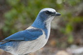 A Florida scrub jay stands close by for a portrait with soft overcast light in front of a green background jay,bird,birds,scrub jay,portrait,close,close-up,grey,green,ground,overcast,soft light,white,Florida scrub-jay,Aphelocoma coerulescens,Chordates,Chordata,Crows, Ravens, Jays,Corvidae,Aves,Birds,Perchi