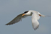 A Forsters tern glides on the air currents on a sunny afternoon with a smooth grey background blue,Forsters tern,tern,terns,bird,birds,seabird,shorebird,coastal,coast,feather,feathers,flight,flying,grey,movement,orange,sky,soaring,sunny,white,wing,wings,Forster's tern,Sterna forsteri,Aves,Bird
