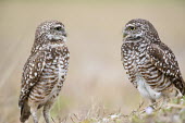 A pair of Florida burrowing owls stare at each other on an overcast day in a field owl,owls,predator,raptor,bird,birds,bird of prey,brown,eyes,feathers,field,interaction,overcast,pair,pattern,smooth background,soft light,white,Burrowing owl,Athene cunicularia,True Owls,Strigidae,Ave