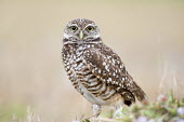 A Florida burrowing owl stares at the camera on an overcast day in a field owl,owls,predator,raptor,bird,birds,bird of prey,brown,eyes,field,grass,green,overcast,pattern,smooth background,soft light,staring,white,Burrowing owl,Athene cunicularia,True Owls,Strigidae,Aves,Bird
