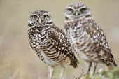 A pair of Florida burrowing owls stare at the camera on an overcast day in a field owl,owls,predator,raptor,bird,birds,bird of prey,brown,field,ground,overcast,pair,soft light,standing,stare,white,Burrowing owl,Athene cunicularia,True Owls,Strigidae,Aves,Birds,Owls,Strigiformes,Chor