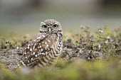 A Florida burrowing owl stands in its burrow on an overcast day with green flowers in an open field owl,owls,predator,raptor,bird,birds,bird of prey,brown,burrow,eyes,field,grass,green,overcast,pattern,smooth background,soft light,white,Burrowing owl,Athene cunicularia,True Owls,Strigidae,Aves,Birds