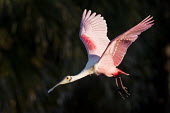 A roseate spoonbill flies in front of a dark background as the early morning sun lights up its bright pink wings spoonbill,bird,birds,Roseate Spoonbill,flying,green,landing,morning,pink,red,sunlight,water drop,white,wings,Roseate spoonbill,Platalea ajaja,Threskiornithidae,Ibises, Spoonbills,Aves,Birds,Ciconiifor