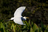 A big white great egret flies in front of green foliage as the even sun shines on it egret,bird,birds,wader,action,feathers,flying,green,sunny,white,wings,Great egret,Casmerodius albus,Ciconiiformes,Herons Ibises Storks and Vultures,Herons, Bitterns,Ardeidae,Chordates,Chordata,Aves,Bi