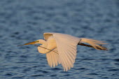 A bright white great egret flies over blue water with a branch in its bill egret,bird,birds,wader,blue water,flying,stick,sunlight,water,white,wings,Great egret,Casmerodius albus,Ciconiiformes,Herons Ibises Storks and Vultures,Herons, Bitterns,Ardeidae,Chordates,Chordata,Ave