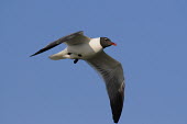 A laughing gull flying against a bright blue sky on a sunny day blue Sky,Laughing Gull,feet,flying,red,white,wings,Laughing gull,Larus atricilla,Ciconiiformes,Herons Ibises Storks and Vultures,Chordates,Chordata,Laridae,Gulls, Terns,Charadriiformes,Shorebirds and