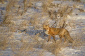 The late evening sun was just right as the red fox stood in the tall dune grass Island Beach State Park,cold,fox,fur,orange,red fox,snow,white,winter,Red fox,Vulpes vulpes,Chordates,Chordata,Mammalia,Mammals,Carnivores,Carnivora,Dog, Coyote, Wolf, Fox,Canidae,Renard Roux,Zorro Ro