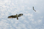 A pair of adult osprey fly over their nest trying to keep intruders away blue Sky,bird,birds,bird of prey,raptor,hawk,clouds,feathers,flying,overhead,pair,soaring,white,wings,Osprey,Pandion haliaetus,Aves,Birds,Accipitridae,Hawks, Eagles, Kites, Harriers,Ciconiiformes,Hero