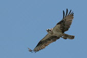 An osprey flies in front of a bright blue sky with its wings outstretched on a sunny day blue,blue Sky,bird,birds,bird of prey,raptor,hawk,angry,bright,calling,eyes,feathers,flying,sunny,white,wings,Osprey,Pandion haliaetus,Aves,Birds,Accipitridae,Hawks, Eagles, Kites, Harriers,Ciconiifor