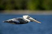 A brown pelican glides along over the bright blue water on a sunny day Brown Pelican,pelican,birds,bright,flying,gliding,grey,orange,sunny,water,white,wings,Pelecanus occidentalis,Brown pelican,Ciconiiformes,Herons Ibises Storks and Vultures,Aves,Birds,Chordates,Chordata