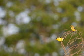 A pair of American goldfinches hang on a small branch in the early morning sun against a green and blue background American goldfinch,goldfinch,finch,finches,bird,birds,bokeh,brown,early,feeding,female,grass,green,male,morning,perched,smooth background,sunlight,Carduelis tristis,Chordates,Chordata,Aves,Birds,Perch