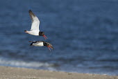 A pair of American oystercatchers fly over the beach calling loudly on a bright sunny morning oystercatcher,bird,birds,shorebird,coast,coastal,blue,New Jersey,beach,brown,calling,flying,grey,ocean,orange,sand,water,white,wings,American oystercatcher,Haematopus palliatus,Ciconiiformes,Herons Ib