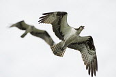 A pair of osprey fly against an all white sky one of the birds is calling out loudly bird,birds,bird of prey,raptor,hawk,calling,feet,flying,overcast,pair,soft light,white,white background,wings,Osprey,Pandion haliaetus,Aves,Birds,Accipitridae,Hawks, Eagles, Kites, Harriers,Ciconiifor