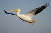 A huge American white pelican glides through the air with its big wings outstretched  on a sunny afternoon pelican,bird,birds,blue Sky,White Pelican,feathers,feet,flying,large,orange,white,wings,American white pelican,Pelecanus erythrorhynchos,American White Pelican,Aves,Birds,Ciconiiformes,Herons Ibises S